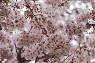 Hawaii to Japan Flight Guide: Time, Airlines, Best Months & Prices