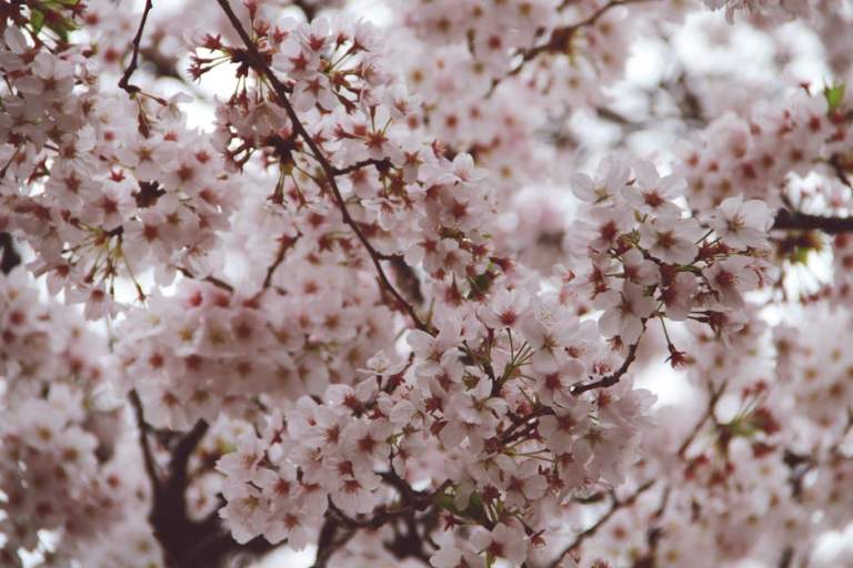 Hawaii to Japan Flight Guide: Time, Airlines, Best Months & Prices